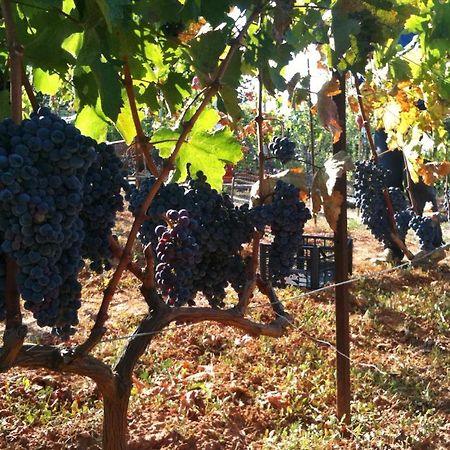 Vineyard Country House With Panoramic Seaview Alexandroupoli Exterior photo