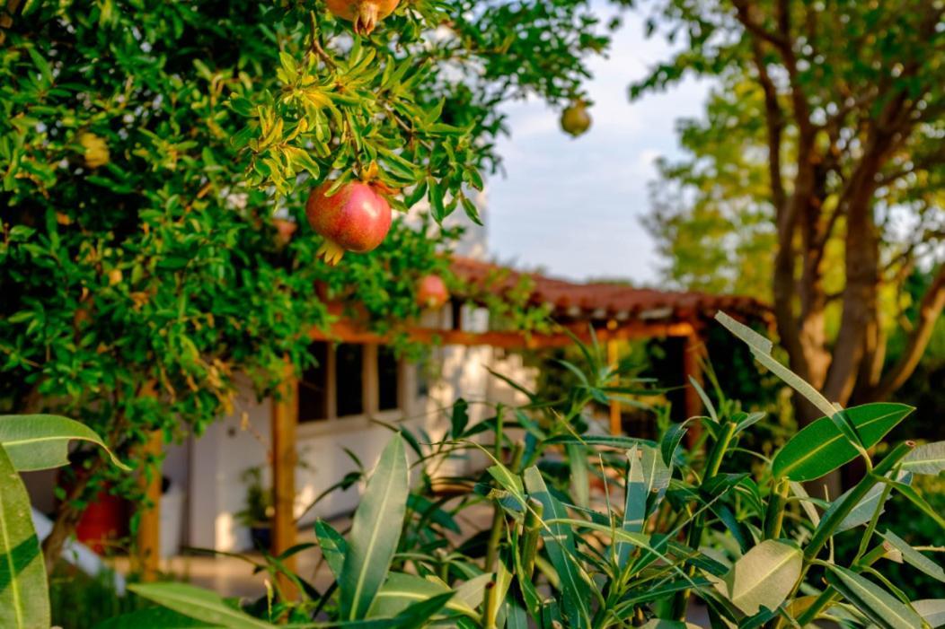 Vineyard Country House With Panoramic Seaview Alexandroupoli Exterior photo